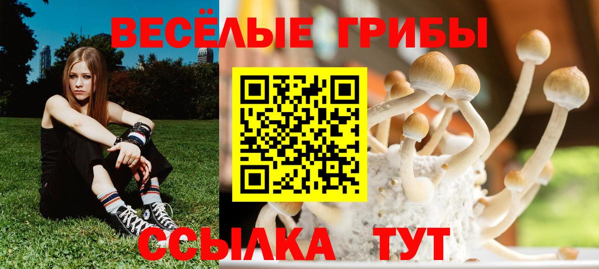 Псилоцибиновые грибы GOLDEN TEACHER Курчалой